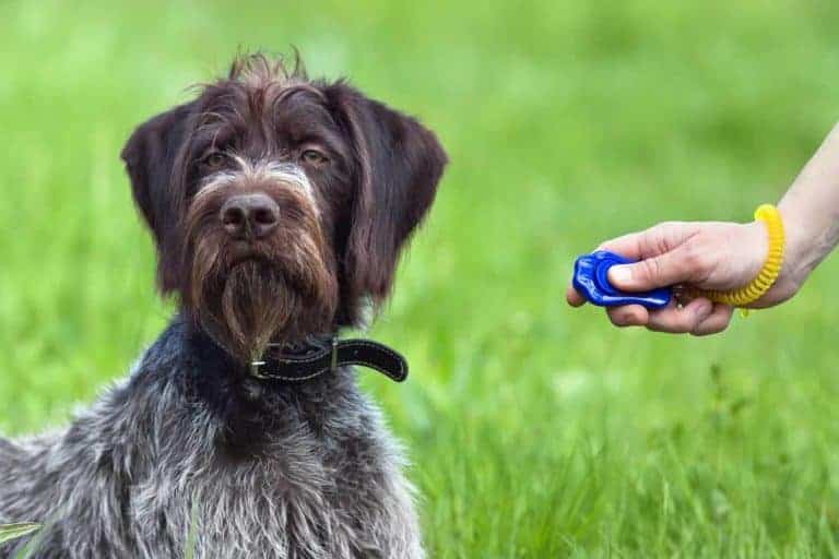 Clicker Training Pros and Cons How Effective Is It? Dog Advisory Council