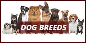 Dog Advisory Council - Your Resource to Know All About Dogs