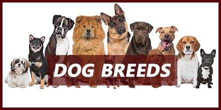 Dog Breeds
