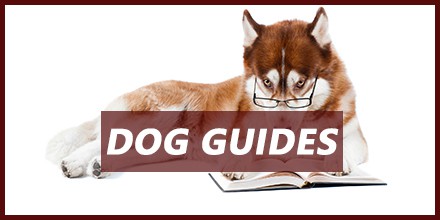 Dog Guides