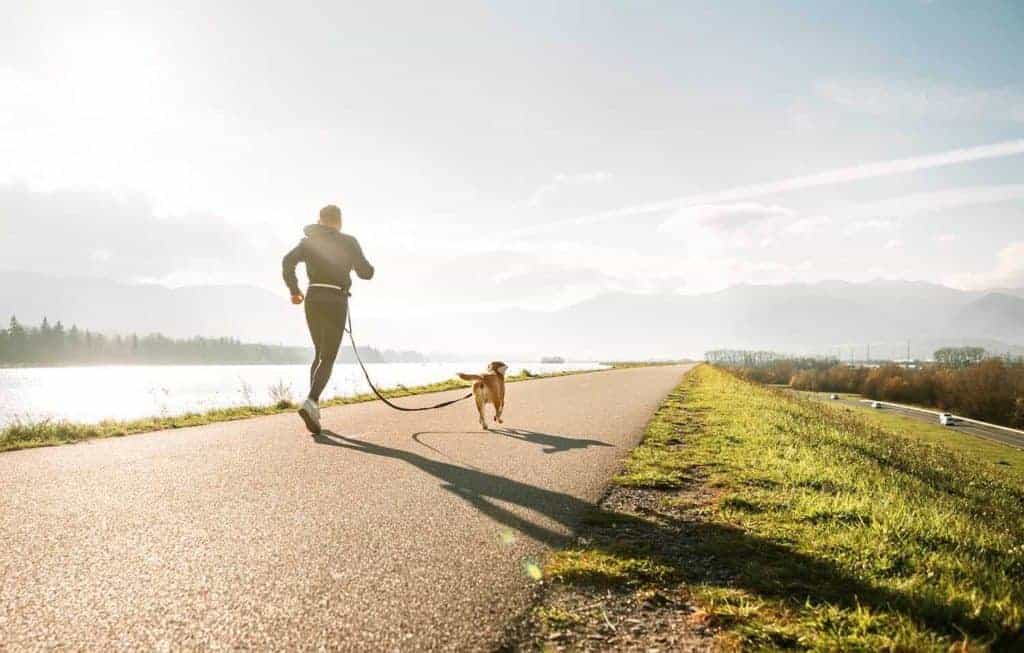 Beagle running with the leash anchored to his owner