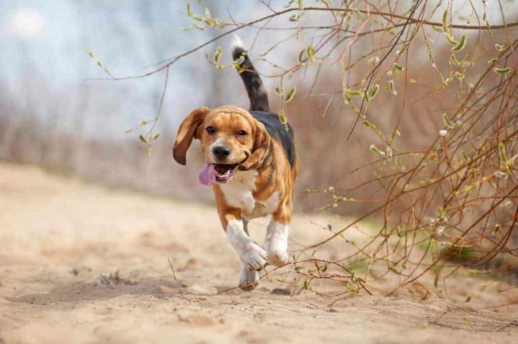 How Much Exercise Does a Beagle Need. Beagle running and looking tired 