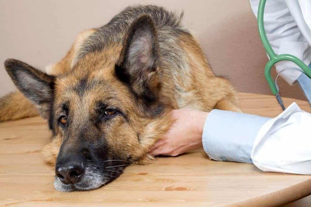 What Should I Do If My Dog Ate Insulation? German Shepherd Looking sick at the vet.