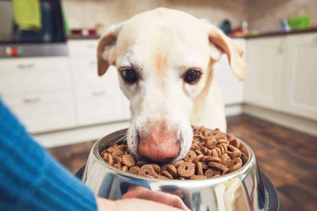 Should I Feed My Dog Before Or After A Walk. Photo of a Dog eating before his walk