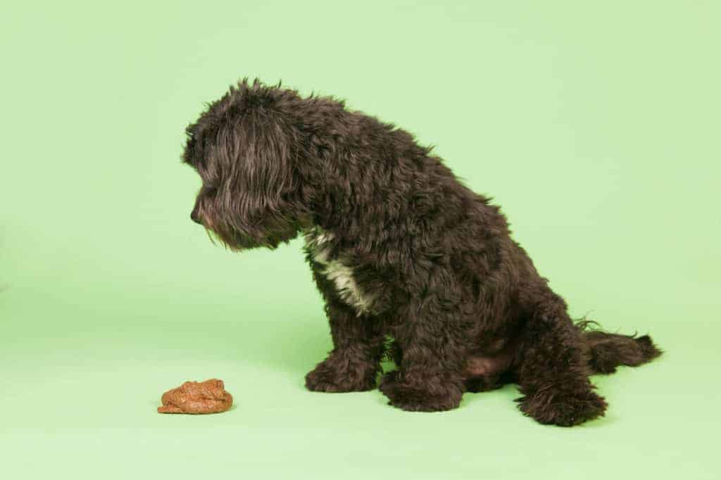 Why Are There White Specks in Dog Poop? Dog looking at poop