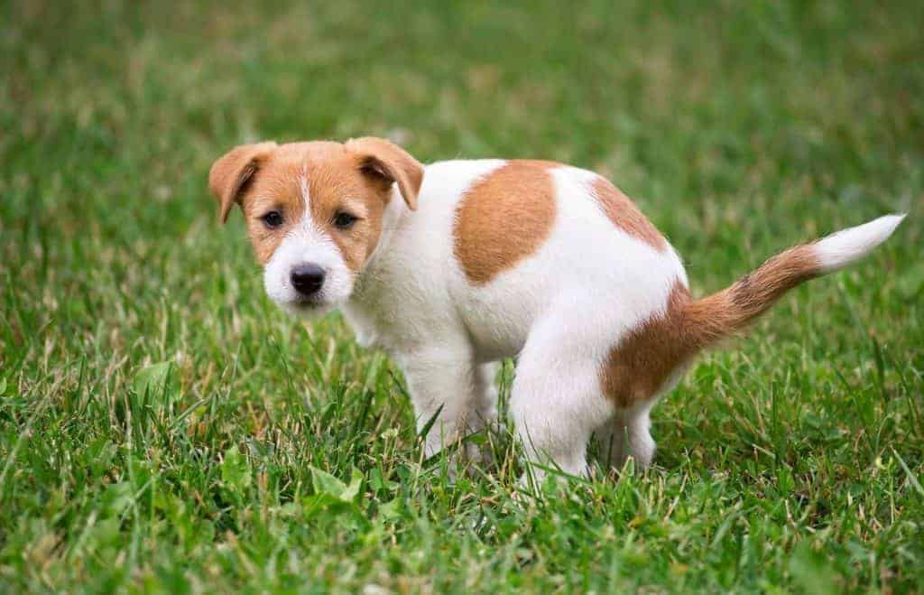 Why Is My Puppy Pooping So Much? Photo of a Jack Russel puppy pooping