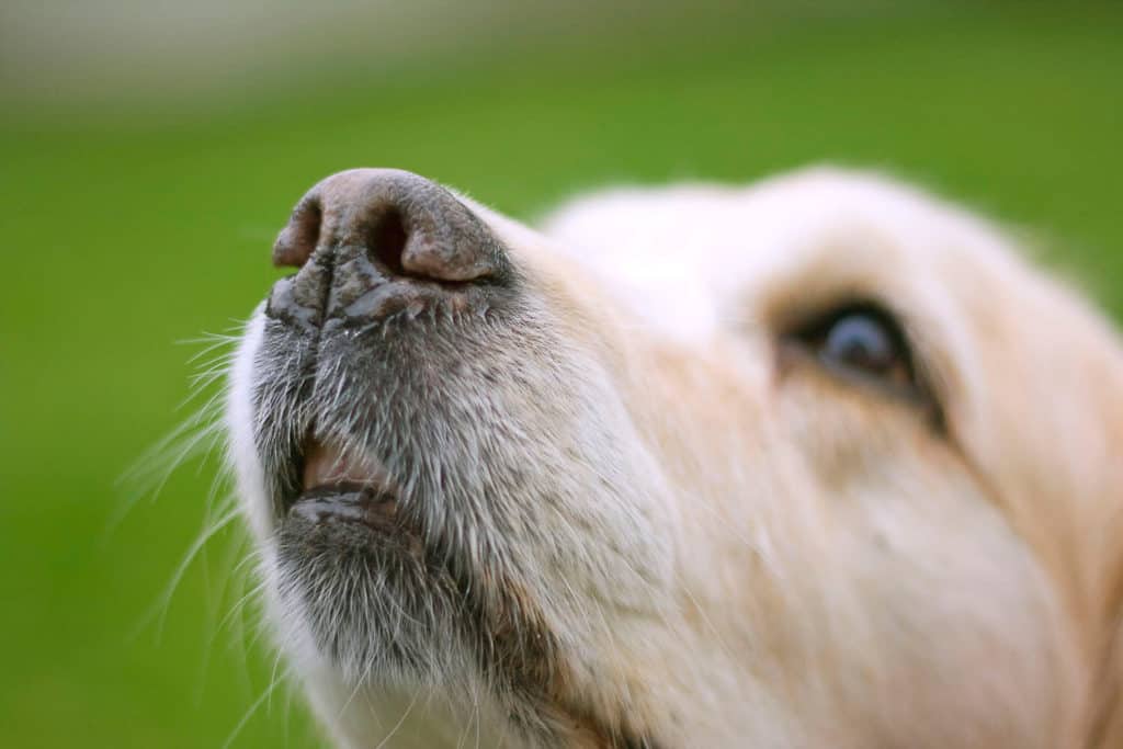 Can You Cut Dog Whiskers? Photo of a dog nose showing his whiskers.