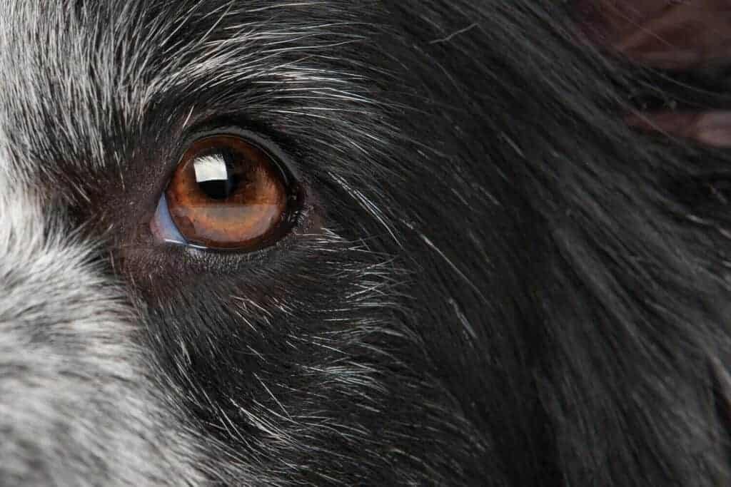 is blepharitis contagious in dogs