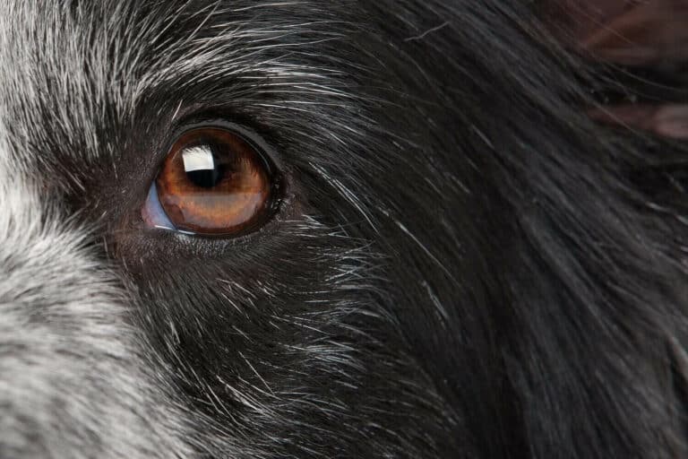 How Many Eyelids Do Dogs Have? Find How Useful They Can Be Dog