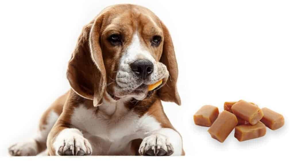 Can Dogs Eat Caramel? What about caramel popcorn? Photo of a dog eating and staring at caramel