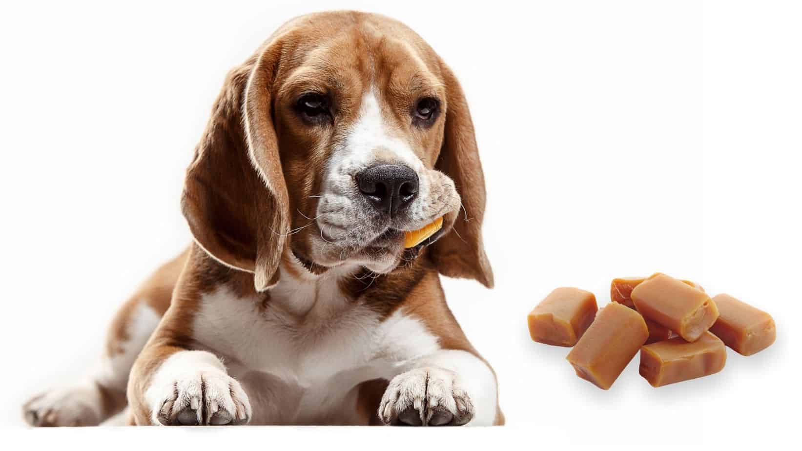 Can Dogs Eat Caramel (and Caramel Popcorn)? Dog Advisory Council