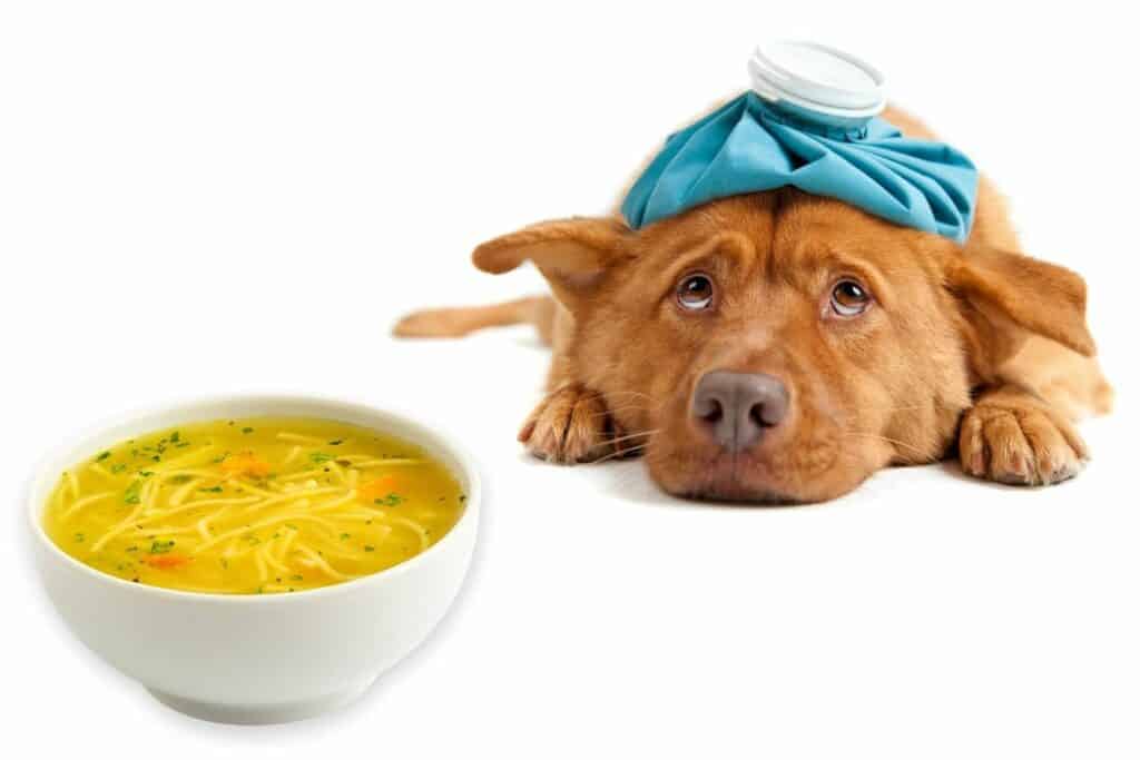 can a dog get sick from eating old chicken