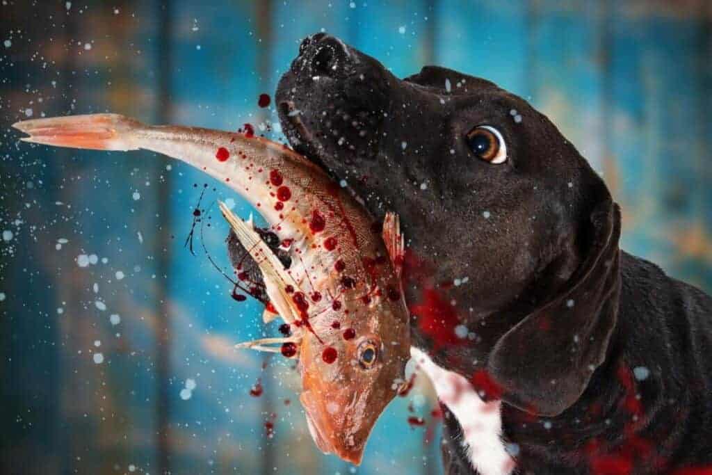 Is fish good for dogs hot sale to eat