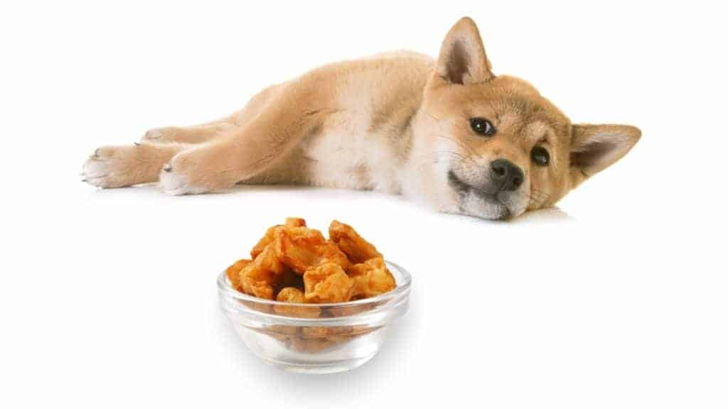 Can Dogs Eat Pork Rinds? Photo of a dog looking at a bowl of pork scratching aka pork crackling