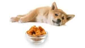 Can Dogs Eat Pork Rinds