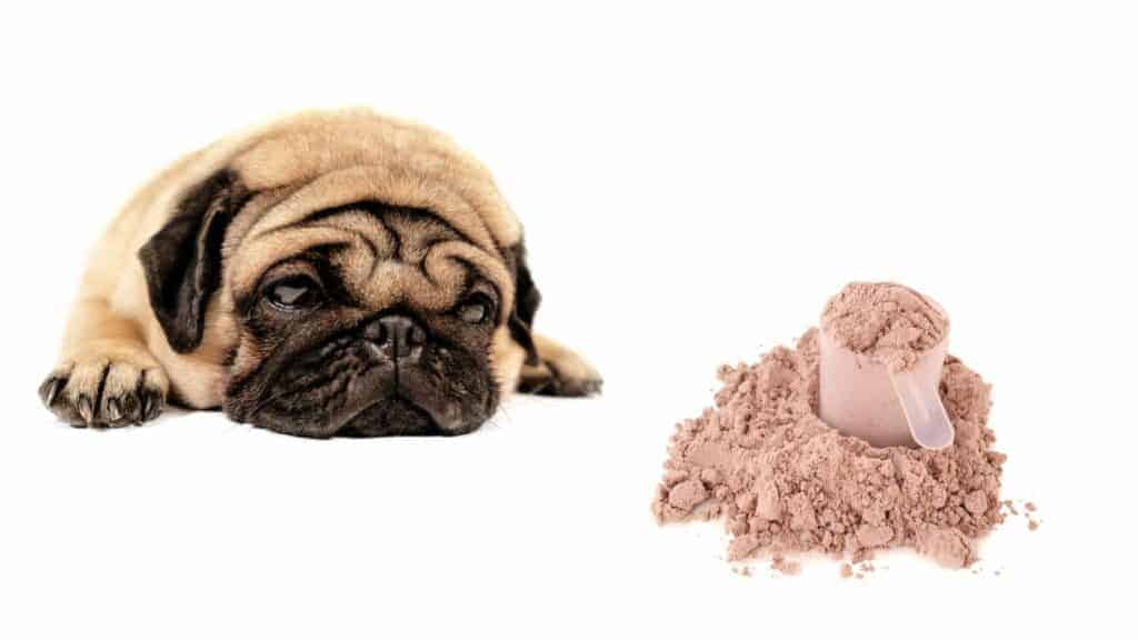 dog ate whey protein powder