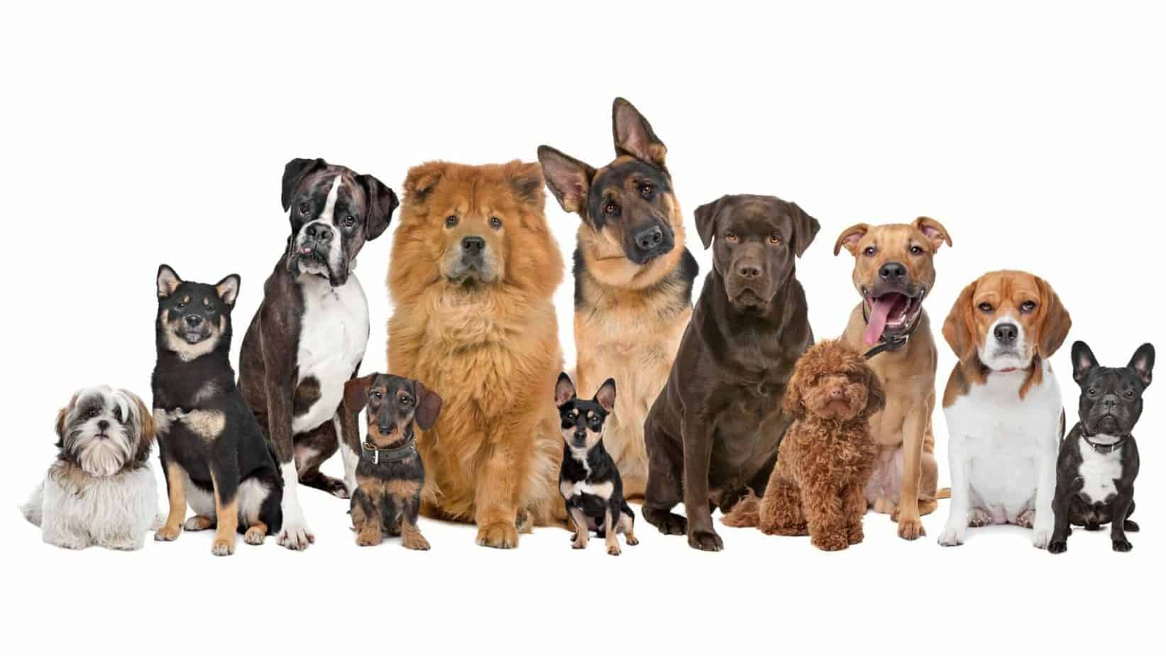 Dog Breeds Hub | Dog Advisory Council