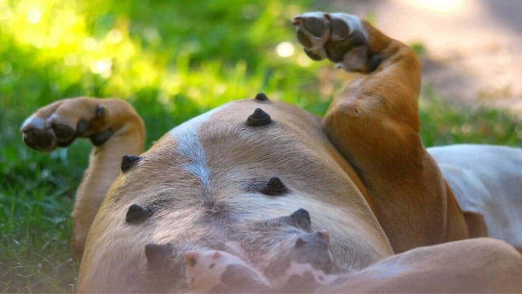 Dog laying down with belly up showing her nipples