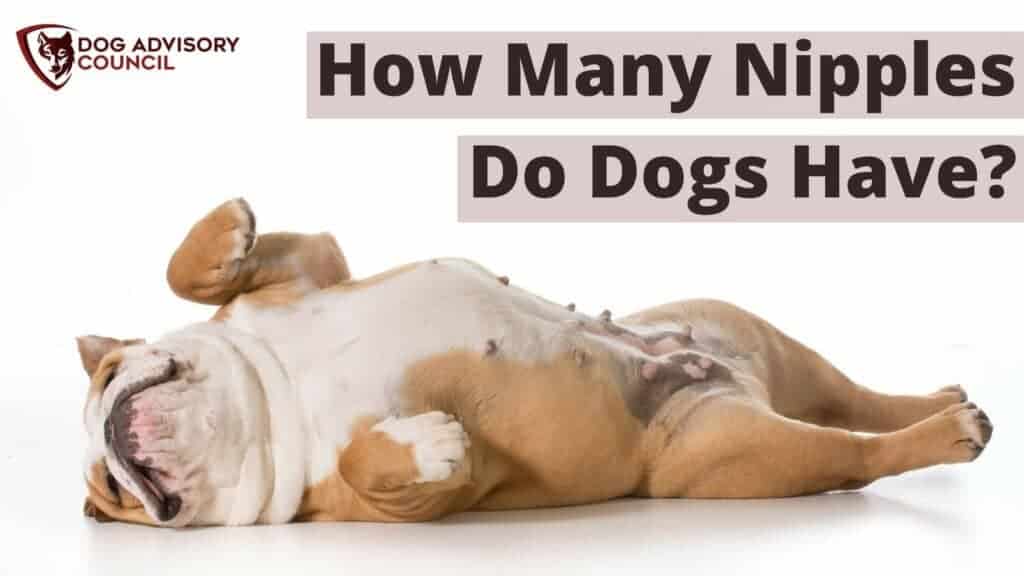 How Many Nipples Do Dogs Have? Photo of a dog laying down showing the nipples.