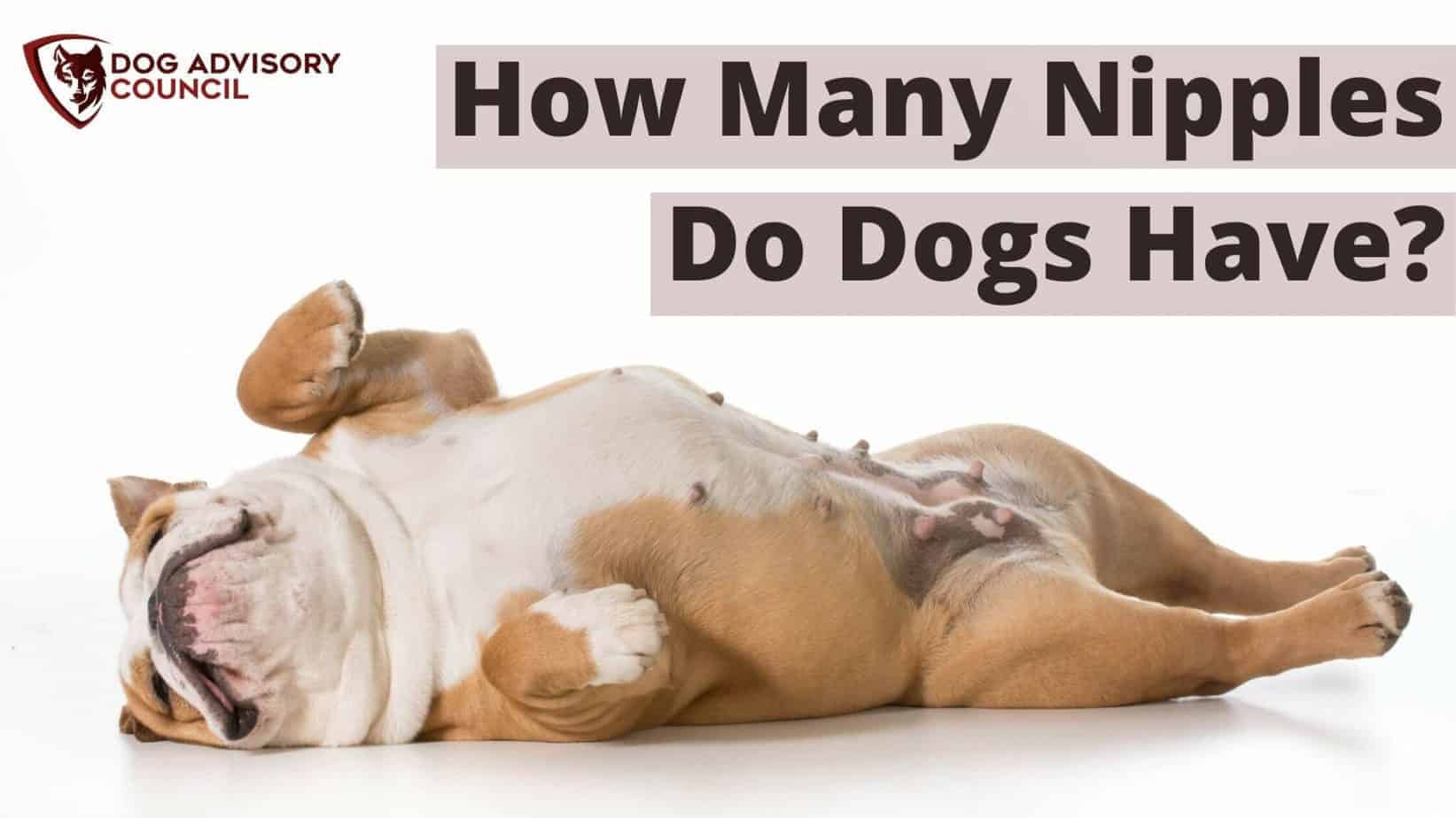 How Many Nipples Do Dogs Have? (Male and Female) Dog Advisory Council