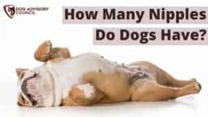 How Many Nipples Do Dogs Have