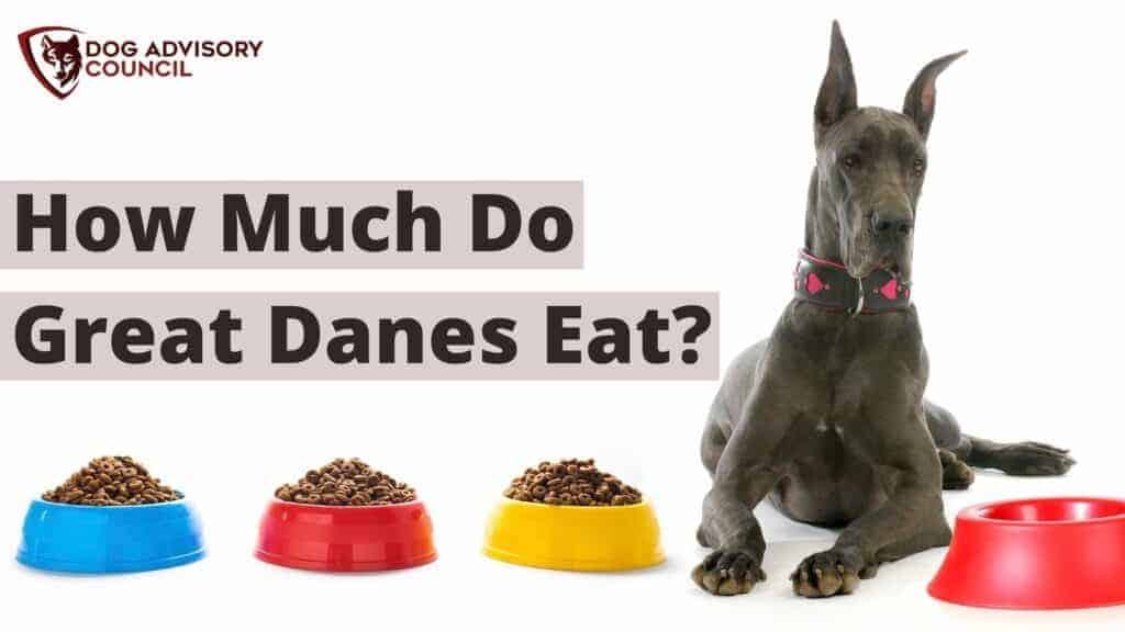 Great dane feeding guide hotsell