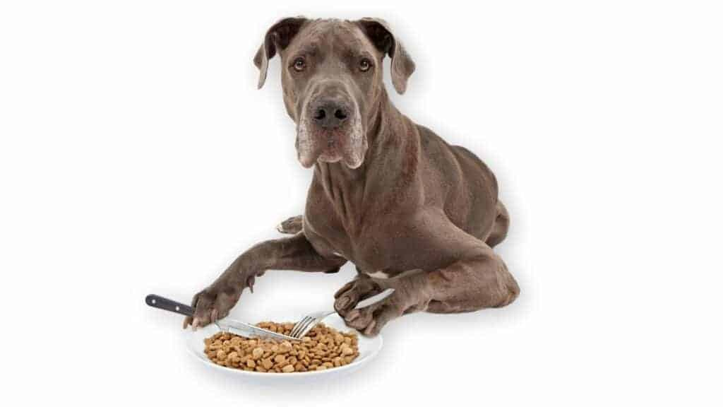 Great Dane eating food with a fork and a knife