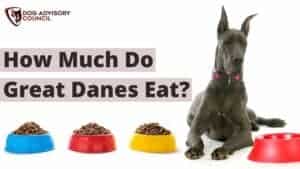 How much do Great Danes eat