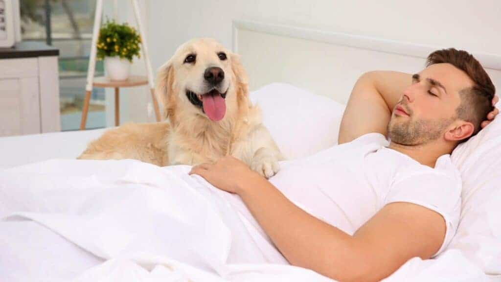 Why does my dog stare at me when I sleep? Golden Retriever looking at his owner sleeping