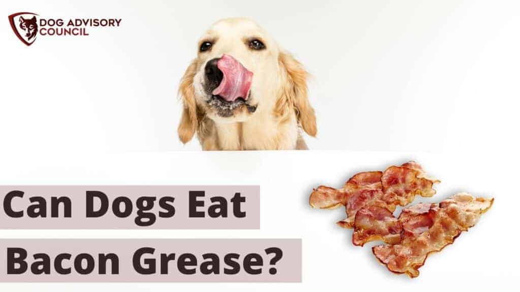 Can Dogs Eat Bacon Grease? Image of a dog looking at fried bacon