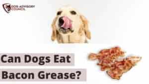 Can Dogs Eat Bacon Grease