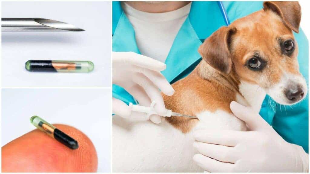 Can You Track Your Dog With A Microchip? Photo of a dog being microchipped.