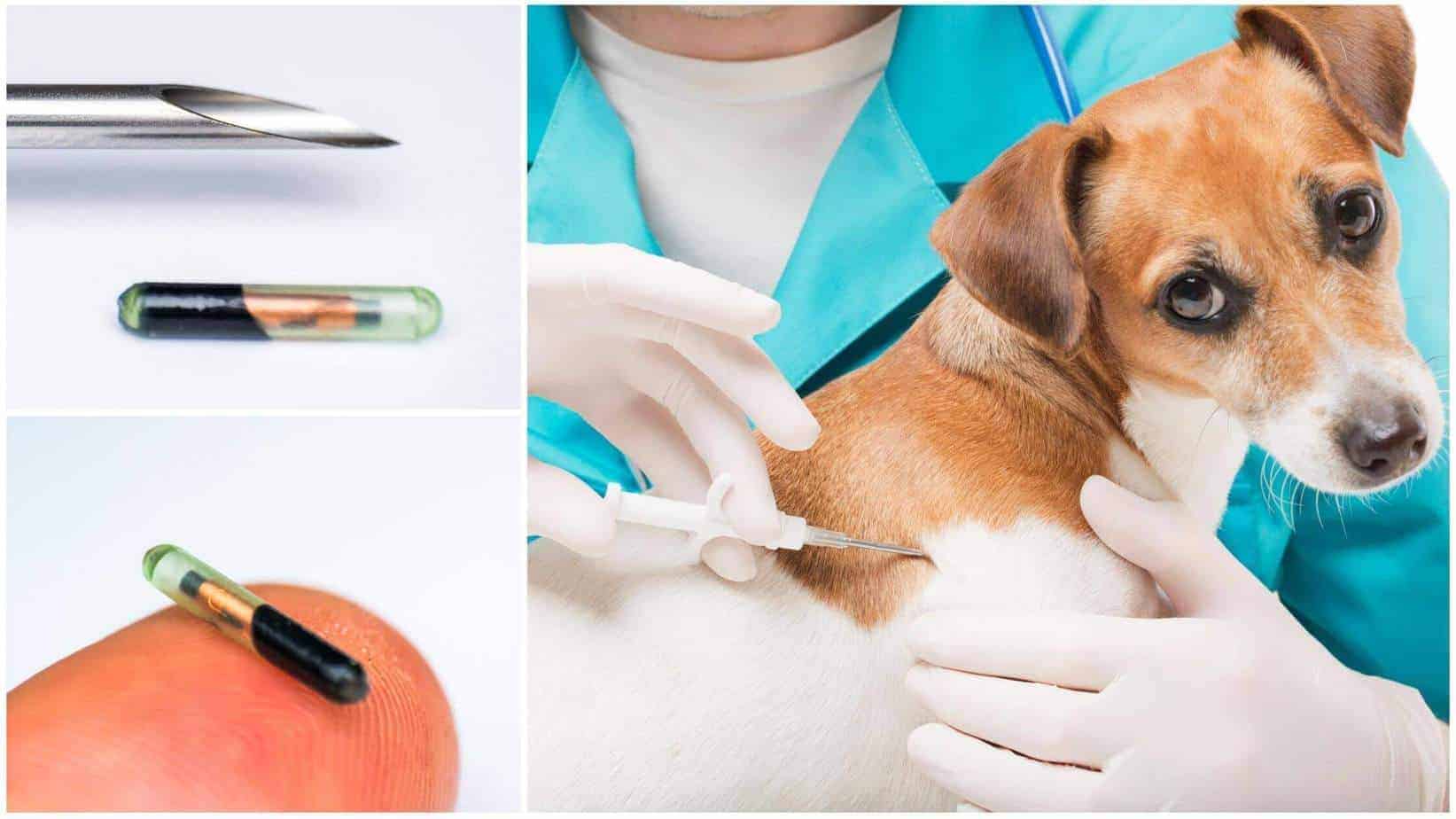 do you need to register if your dog is chipped