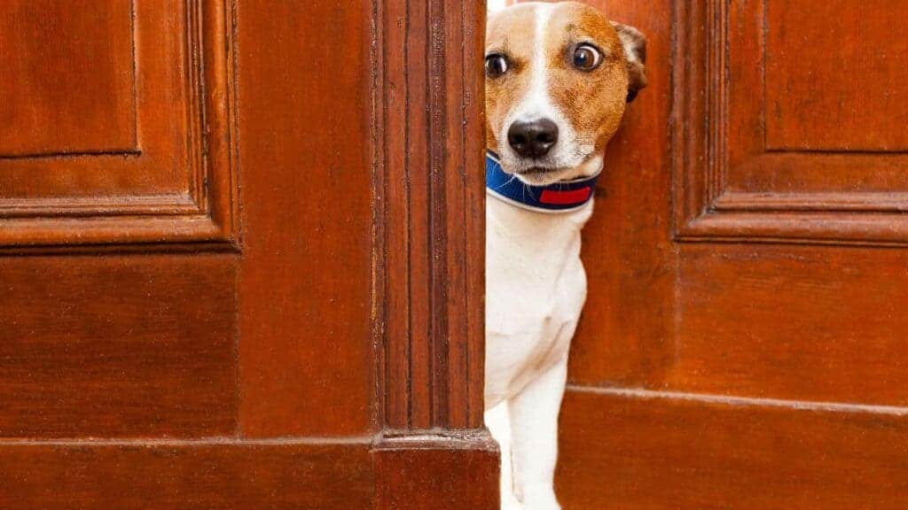 Stop a dog from scratching the door at night. Photo of a dog looking through a scratched door.