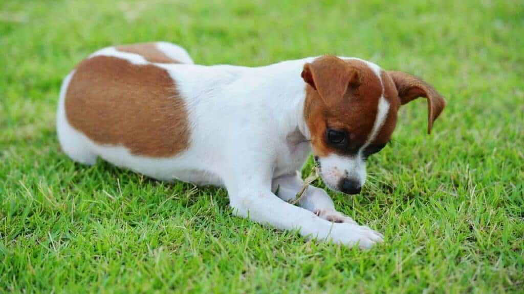 Dog Suddenly Eating Grass Like Crazy. Picture of a dog eating grass.