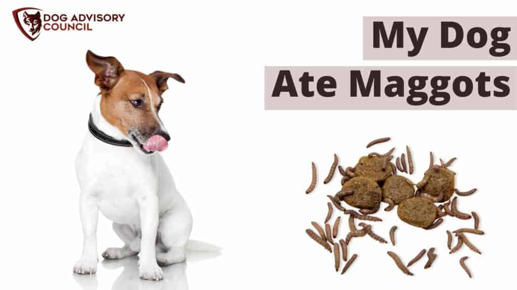 My Dog Ate Maggots - Photo of a dog looking at maggots on top of dog food