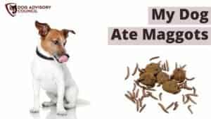 My Dog Ate Maggots