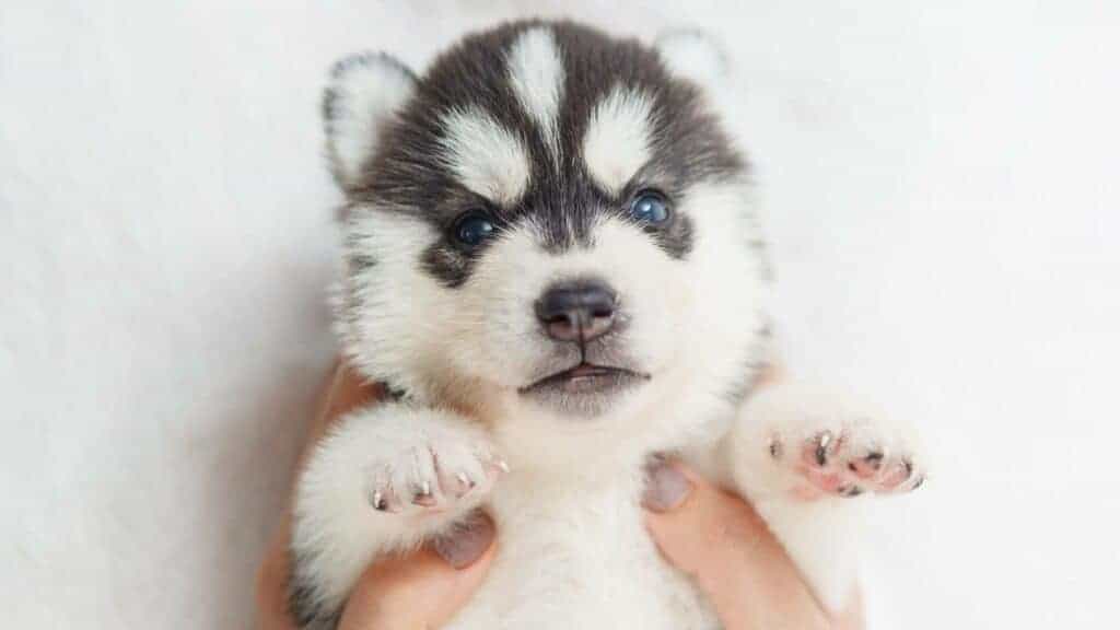 why do huskies eyes change color