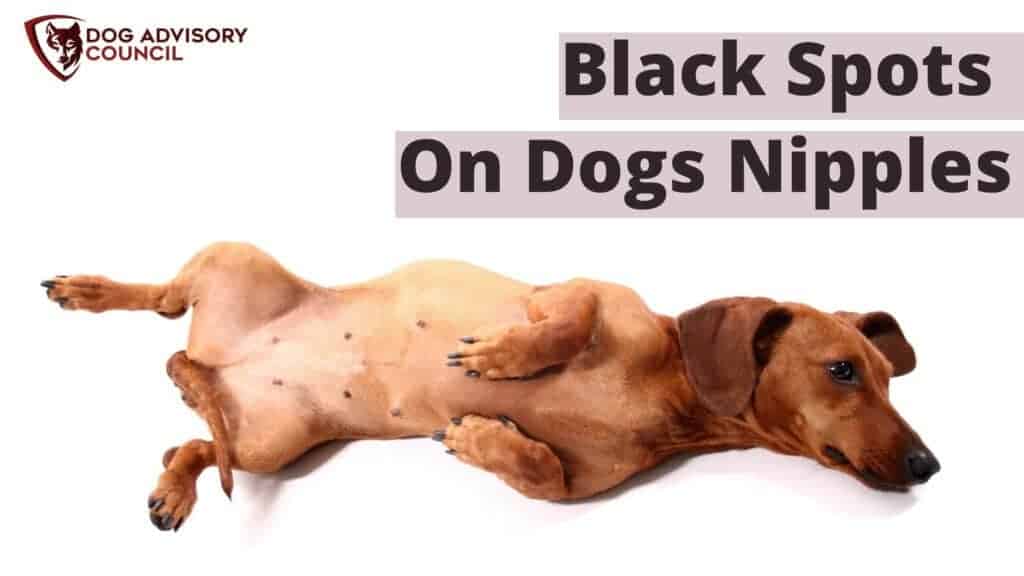 top-10-black-spots-on-male-dog-nipples-you-need-to-know