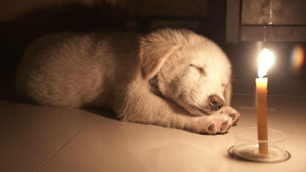 Can Dogs Eat Candle Wax? Photo of a dog sleeping beside a burning candle.