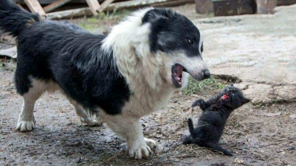 How To Stop A Dog From Being Aggressive Towards Cats? Photo of a dog attacking a cat.