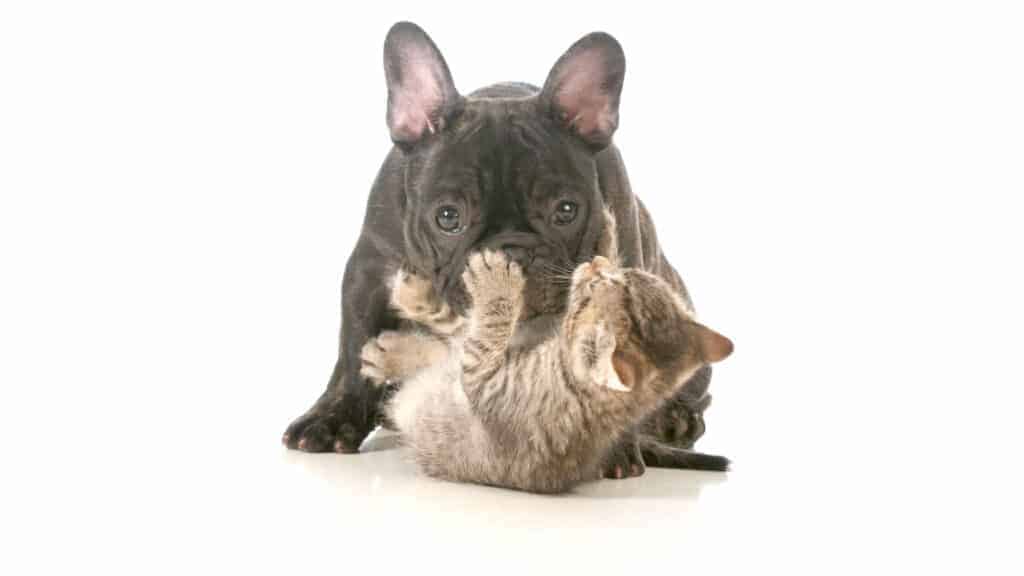 Photo of a French Bulldog on top of a cat.