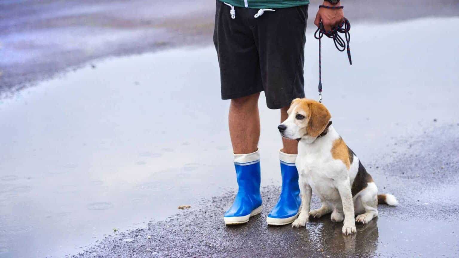 7 Tips For Walking A Dog In The Rain The Proper Way Dog Advisory Council