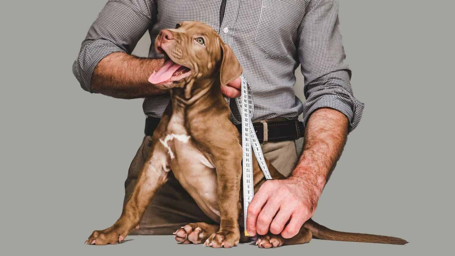 What Are Withers On A Dog And How To Properly Measure? Dog Advisory