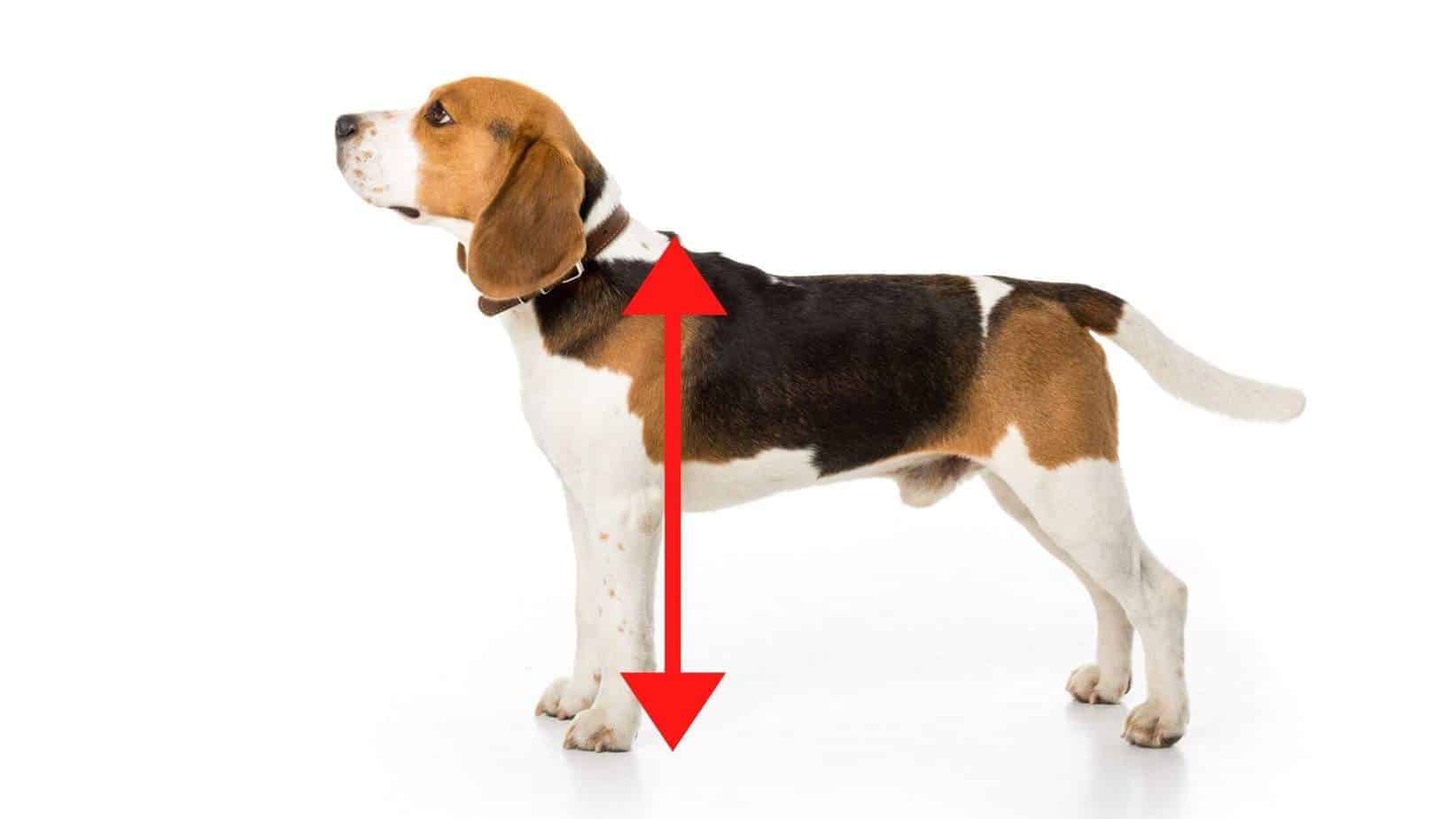 What Are Withers On A Dog And How To Properly Measure? | Dog Advisory ...