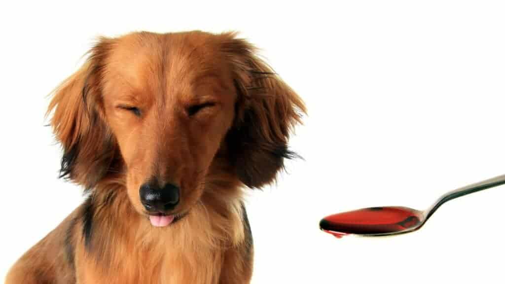 Dachshund making and ugly face while his owner tries to feed him his medication.