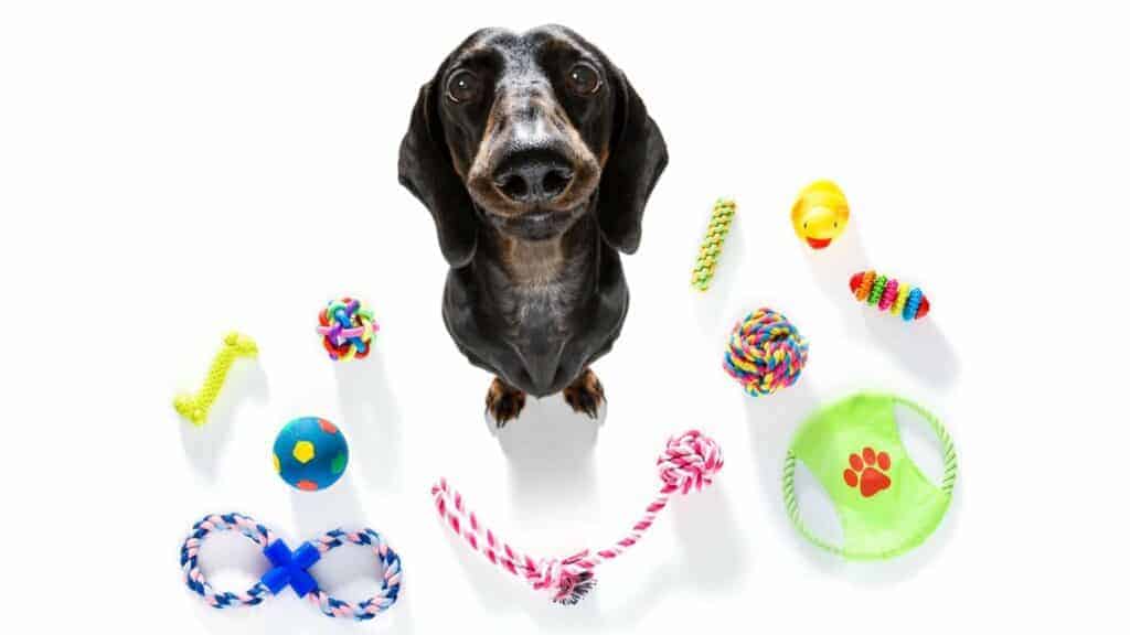 Dachshund looking up with all his toys to help him exercise.