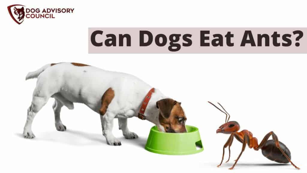 Can dogs eat ants? Picture of a dog eating from his dog food bowl and an ant looking at him.