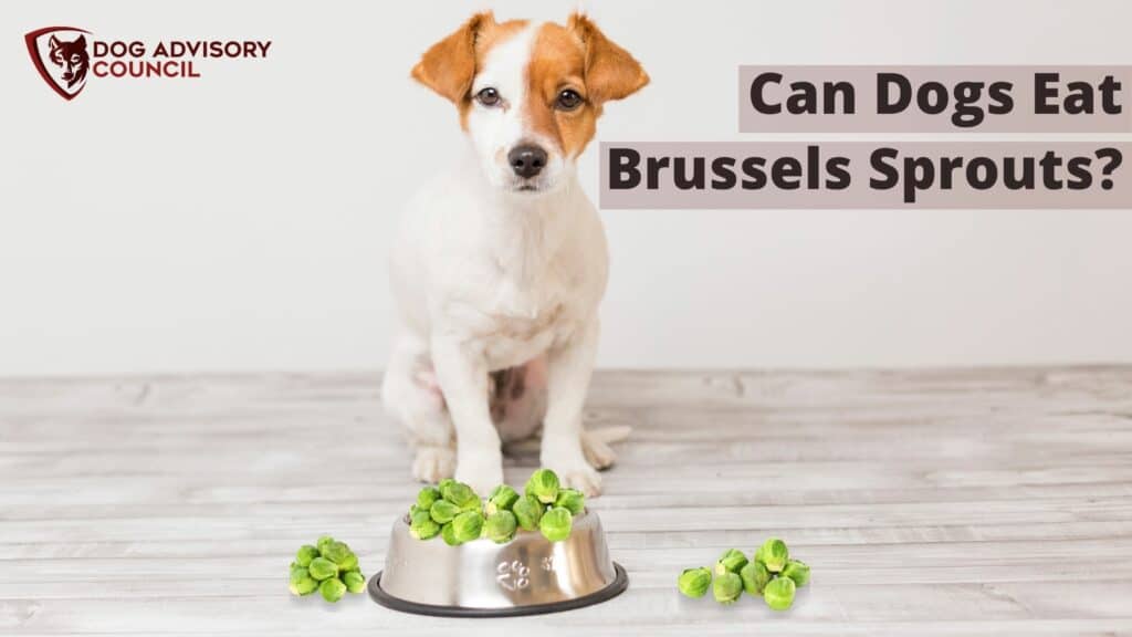 Can Dogs Eat Brussels Sprouts? Photo of a dog eating brussels sprouts.