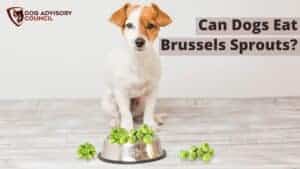 Can Dogs Eat Brussels Sprouts